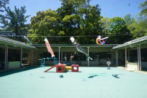 中庭にも鯉のぼりの家族がやってきてくれました!青空の中、気持ちよさそうに泳いでる~!の様子