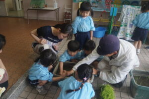 苗の葉の数がお米の年齢と教えていただき、葉っぱを数えながら植えました!の様子