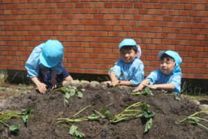 幼稚園に戻ってからは、畑にも植えました(^^)の様子