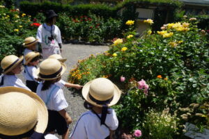 とっても綺麗なバラがたくさん咲いていました😄の様子