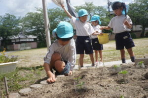 栄養泥棒（雑草）も抜いてお世話をします。の様子