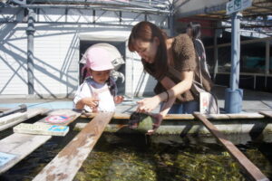 タコさん見つけたよ！の様子